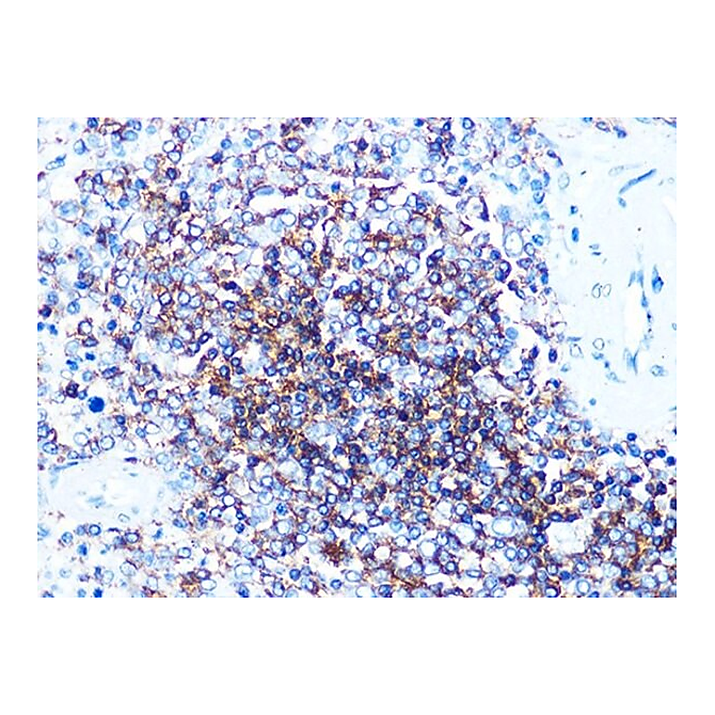 Merck Anti-CD20 antibody produced in rabbit