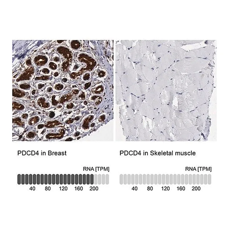 Merck Anti-PDCD4 antibody produced in rabbit