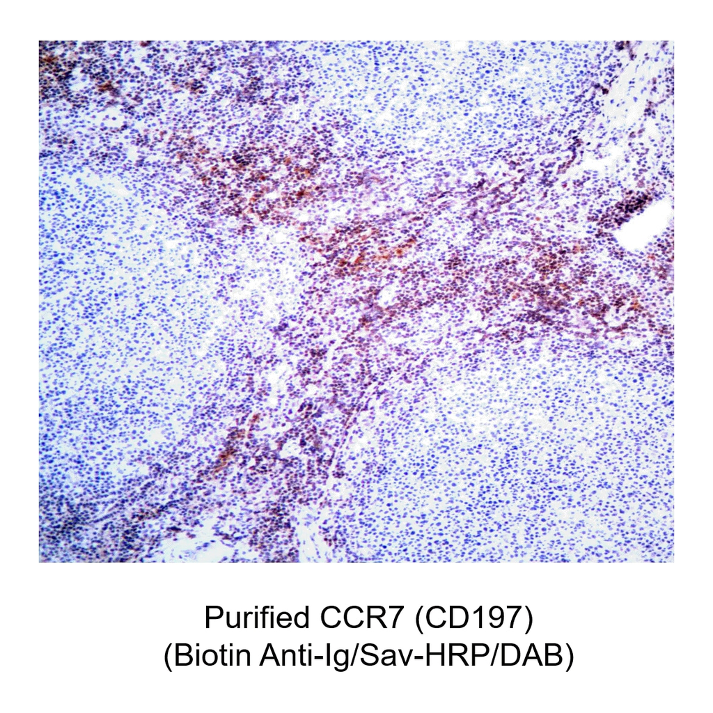 BD Purified Mouse Anti-Human CCR7 (CD197)