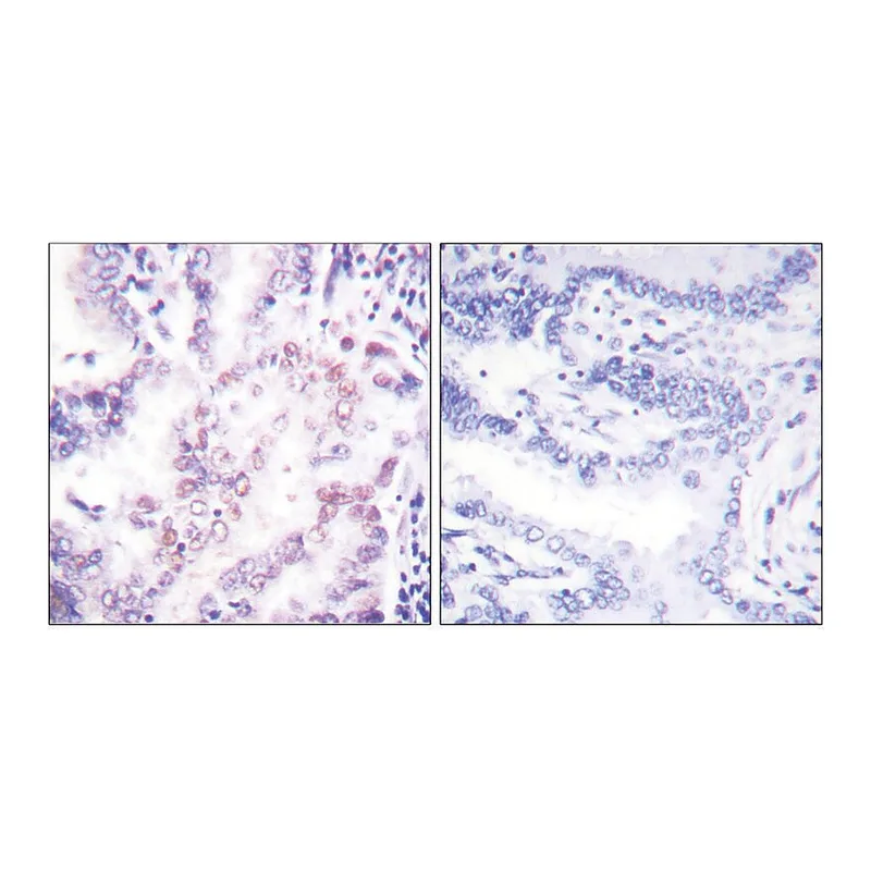 Merck Anti-Thyroid Hormone Receptor beta, N-Terminal antibody produced in rabbit