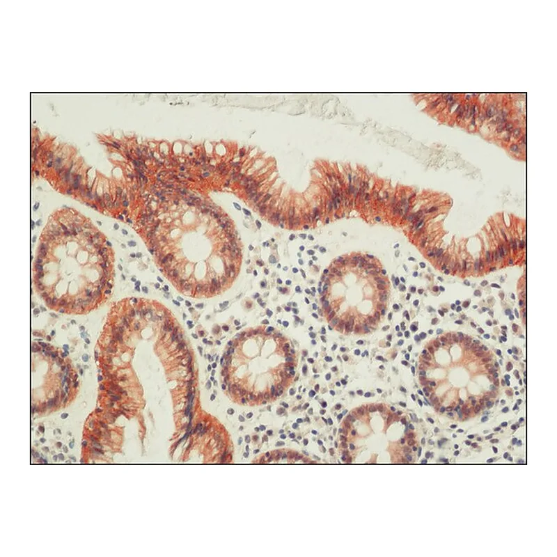 Merck Anti-Occludin antibody from rabbit