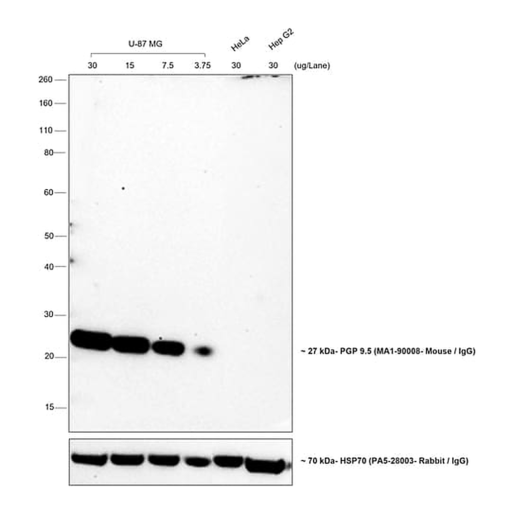 Thermo Fisher Scientific Goat anti-Mouse IgG (H+L) Cross-Adsorbed Secondary Antibody, HRP