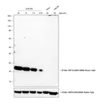 Thermo Fisher Scientific Goat anti-Mouse IgG (H+L) Cross-Adsorbed Secondary Antibody, HRP