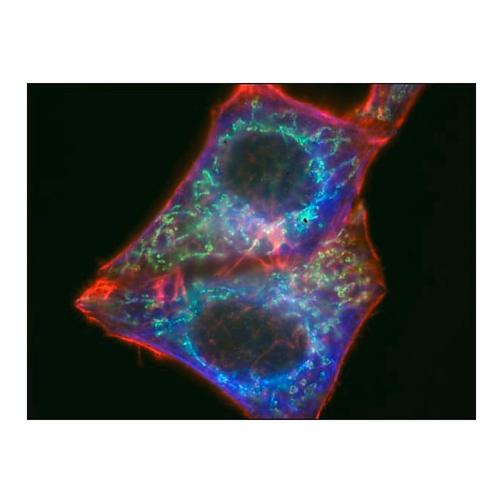 Merck Anti-Mouse IgG (H+L), highly cross-adsorbed, CF(TM) 488A antibody produced in rabbit