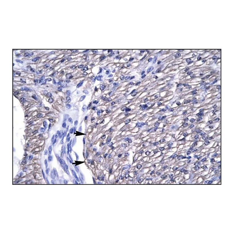 Merck Anti-OTX2 antibody produced in rabbit