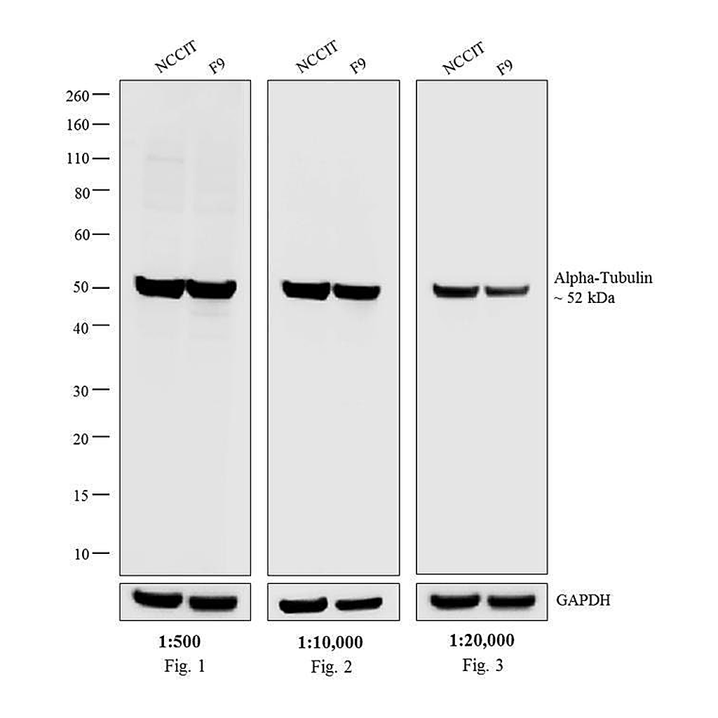 Thermo Fisher Scientific Goat anti-Rat IgG (H+L) Secondary Antibody, AP