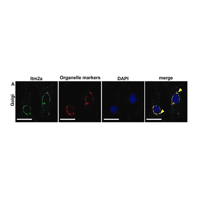 Merck Anti-GM130 (C-terminal) antibody produced in rabbit