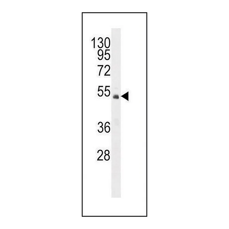 Merck ANTI-FAM102A (C-TERM) antibody produced in rabbit