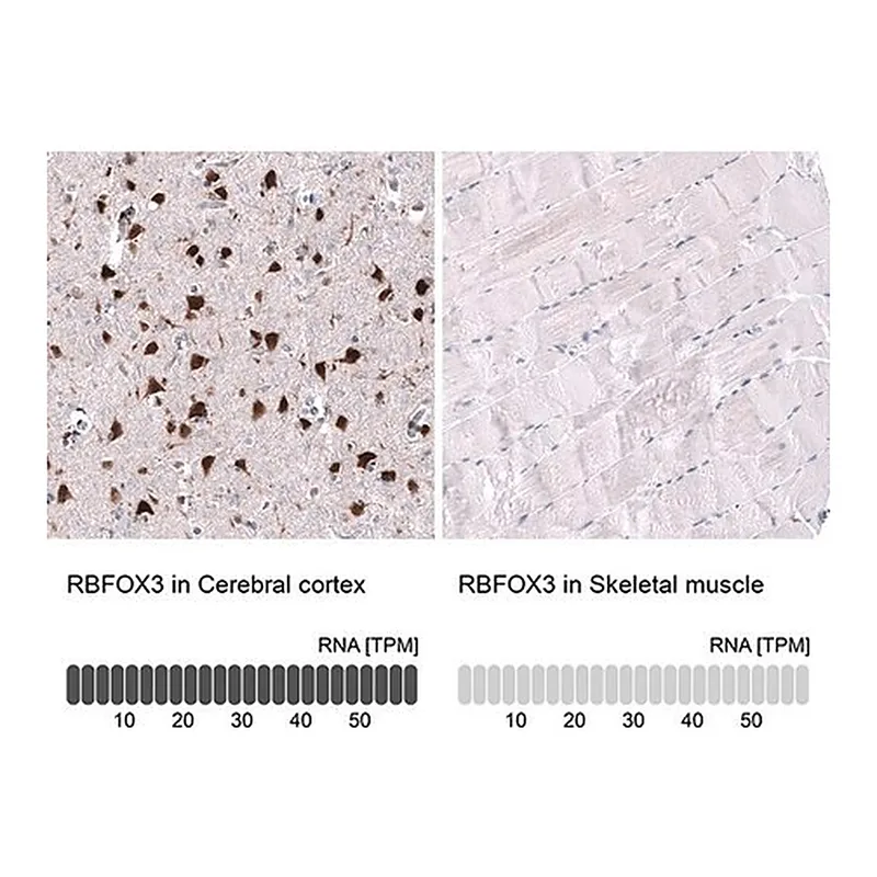 Merck Monoclonal Anti-RBFOX3 antibody produced in mouse