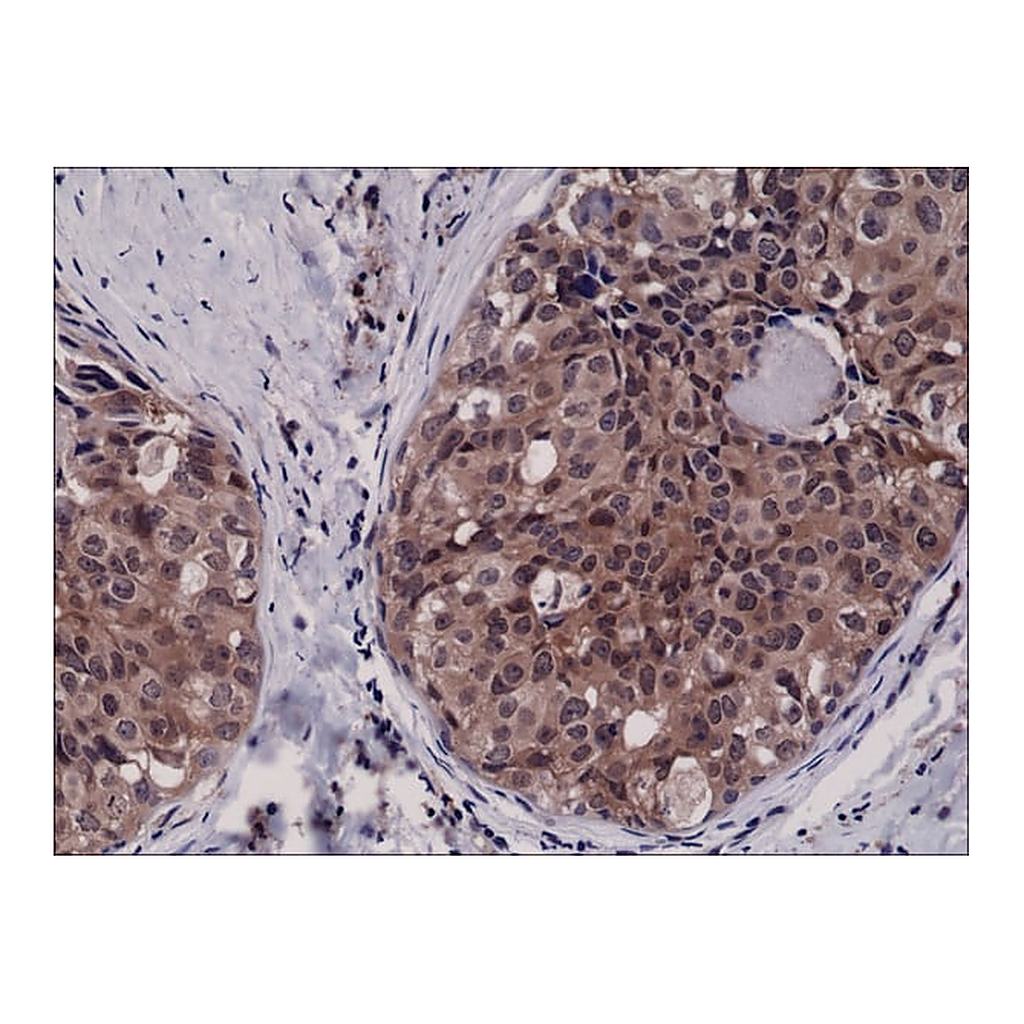 Merck Anti-Caspase-3 antibody, Rabbit monoclonal