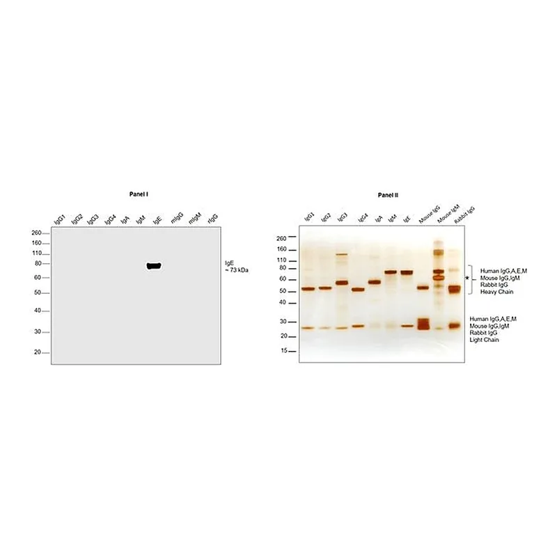 Thermo Fisher Scientific Goat anti-Human IgE Secondary Antibody