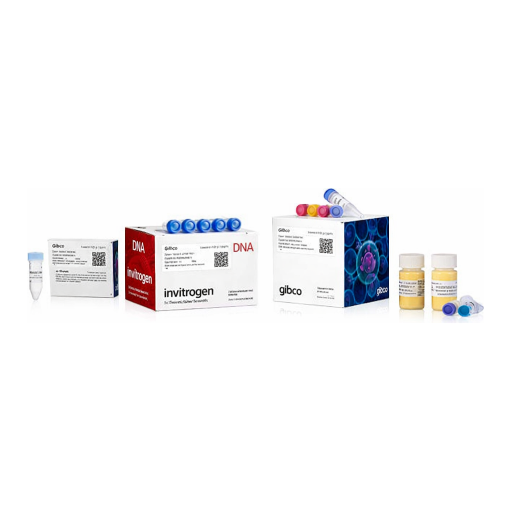 Thermo Fisher Scientific Bac-to-Bac C-His TOPO Expression System