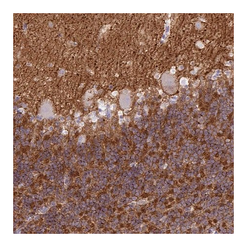 Merck Anti-NPTN antibody produced in rabbit