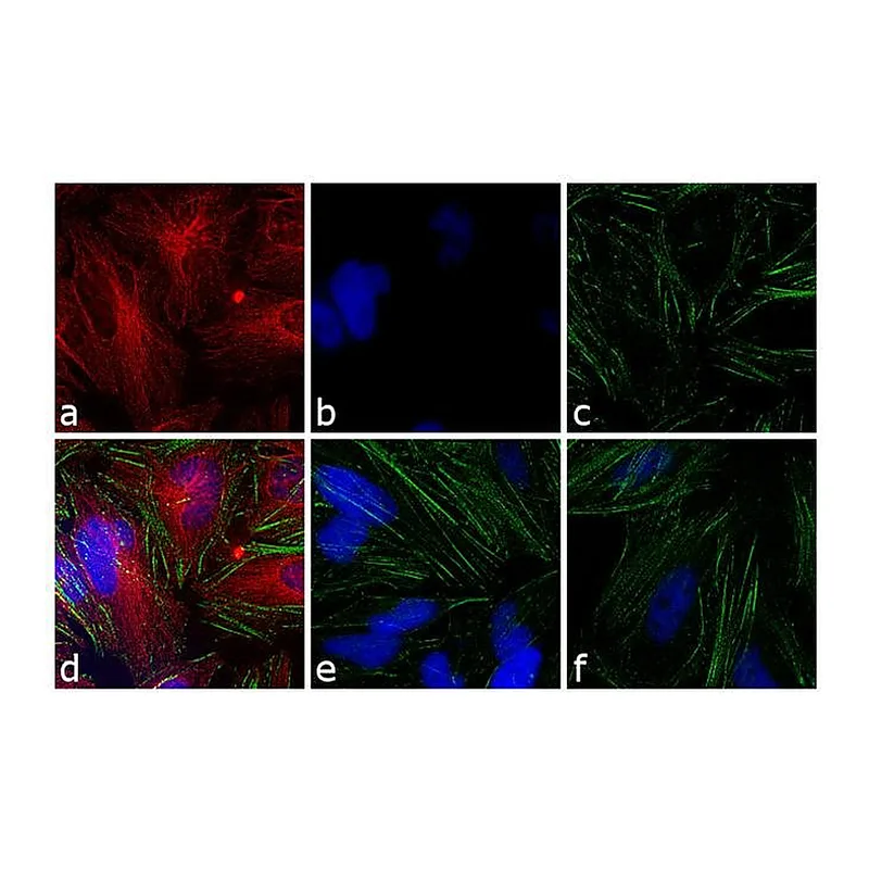 Thermo Fisher Scientific Chicken anti-Mouse IgG (H+L) Cross-Adsorbed Secondary Antibody, TRITC