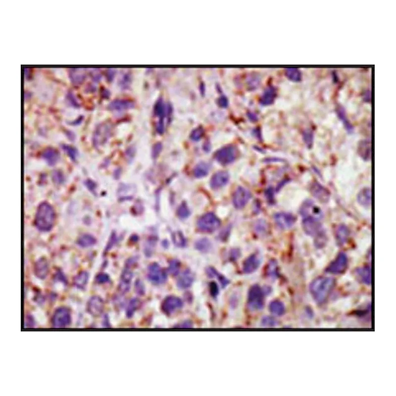 Merck Anti-USP11 (C-term) antibody produced in rabbit