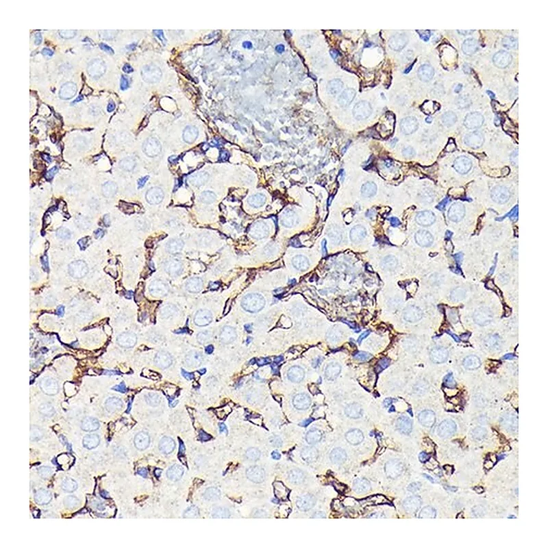 Merck Anti-CD34 antibody produced in rabbit