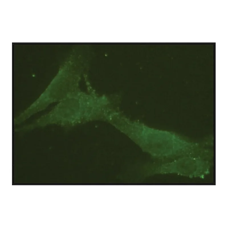 Merck Anti-Rab9 from rabbit