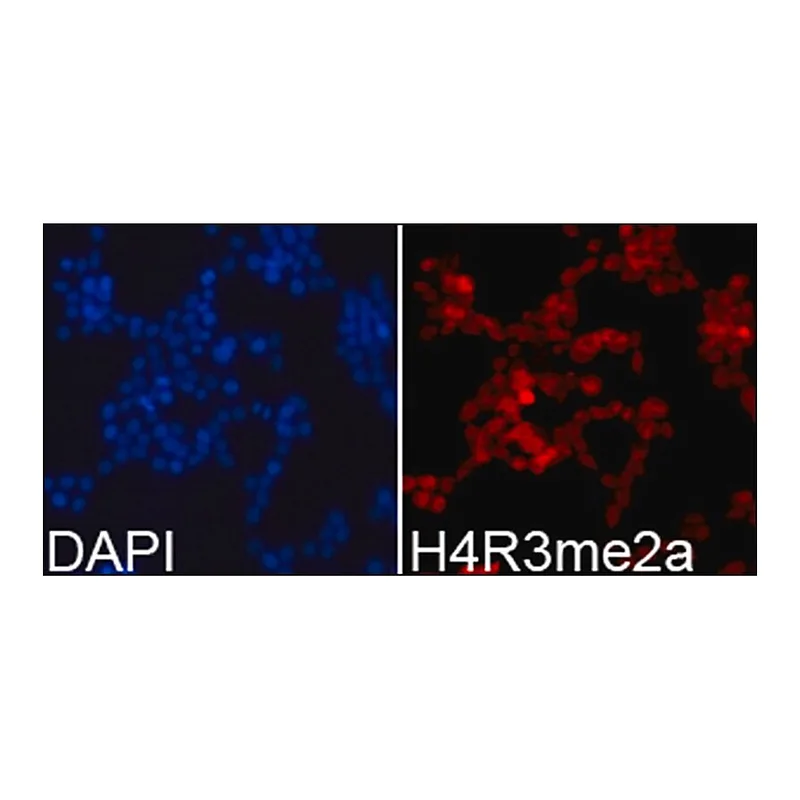 Merck Anti-Histone H4R3me2a antibody produced in rabbit