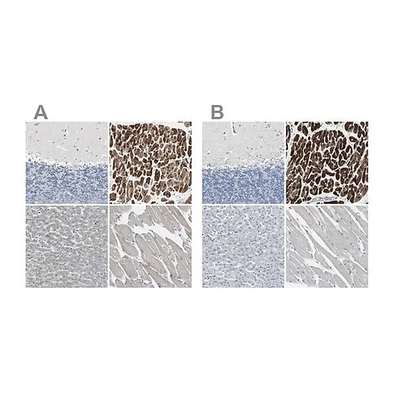 Merck Anti-FHL2 antibody produced in rabbit