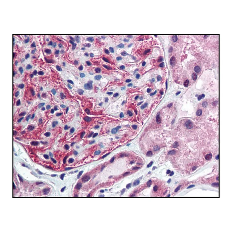 Merck Anti-FANCF antibody produced in rabbit