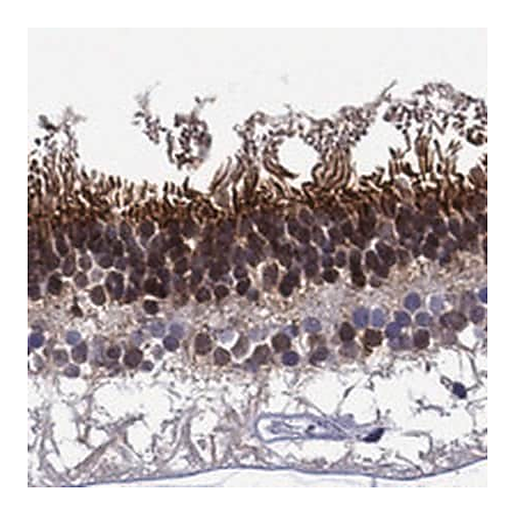 Merck Anti-SPTBN5 antibody produced in rabbit