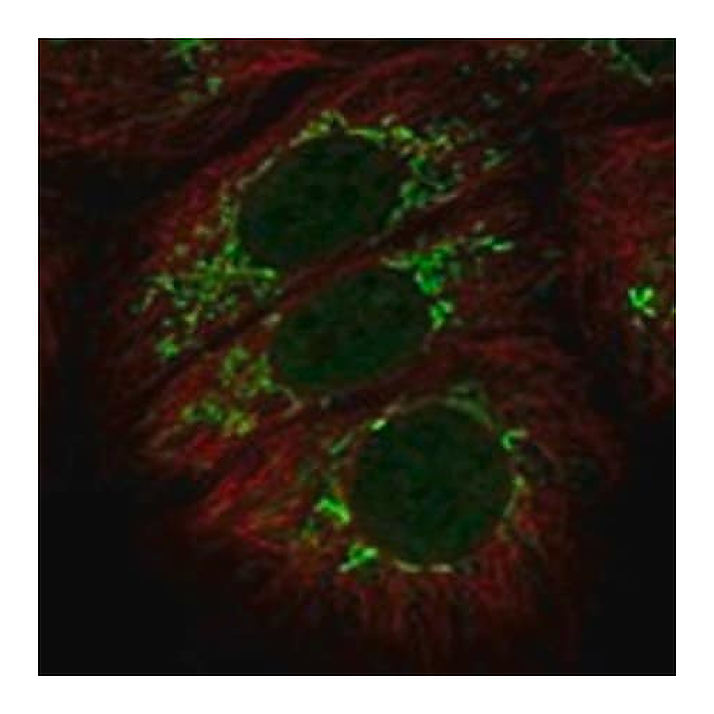 Merck Anti-CFAP52 antibody produced in rabbit