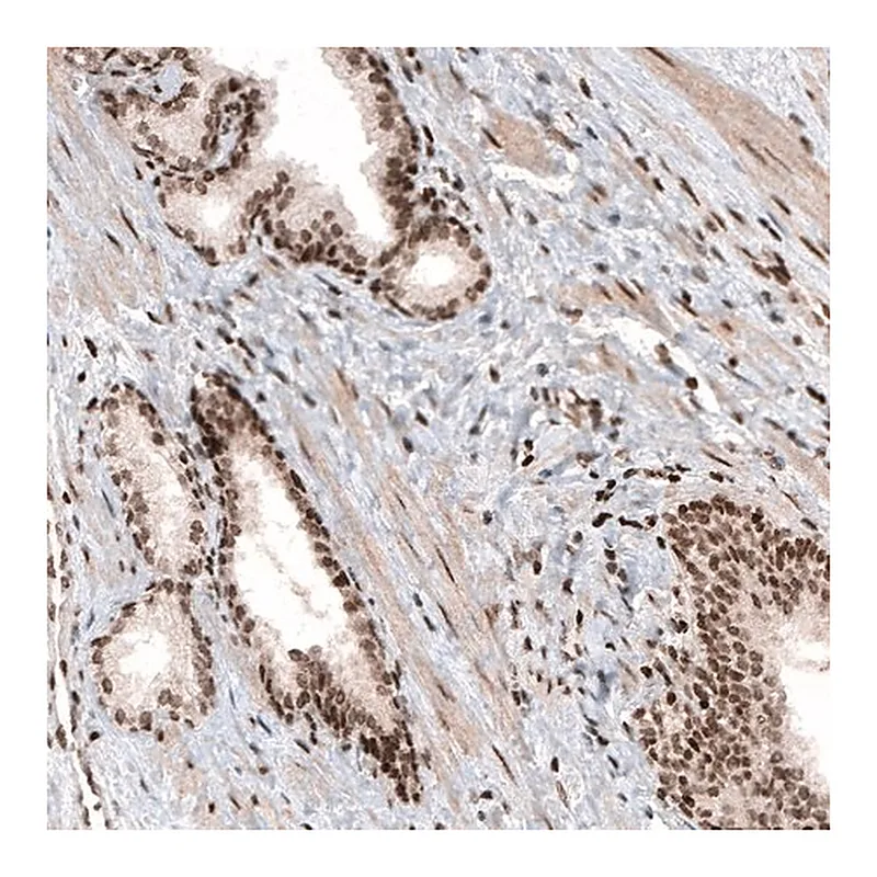 Merck Monoclonal Anti-HIST1H3A antibody produced in mouse