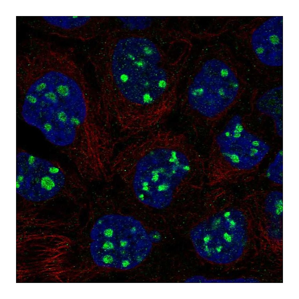 Atlas Antibodies Anti-EMX1 Antibody