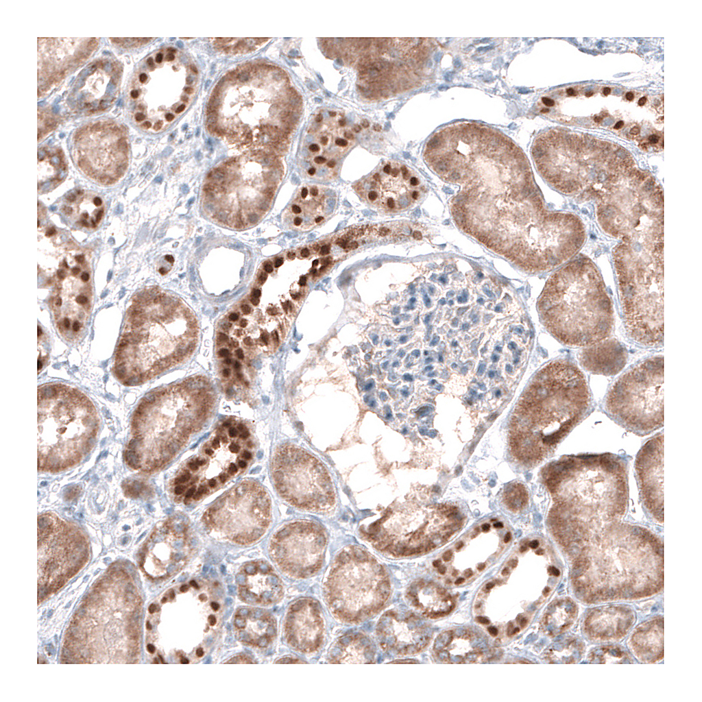 Atlas Antibodies Anti-EMX1 Antibody