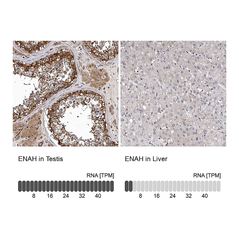 Atlas Antibodies Anti-ENAH Antibody