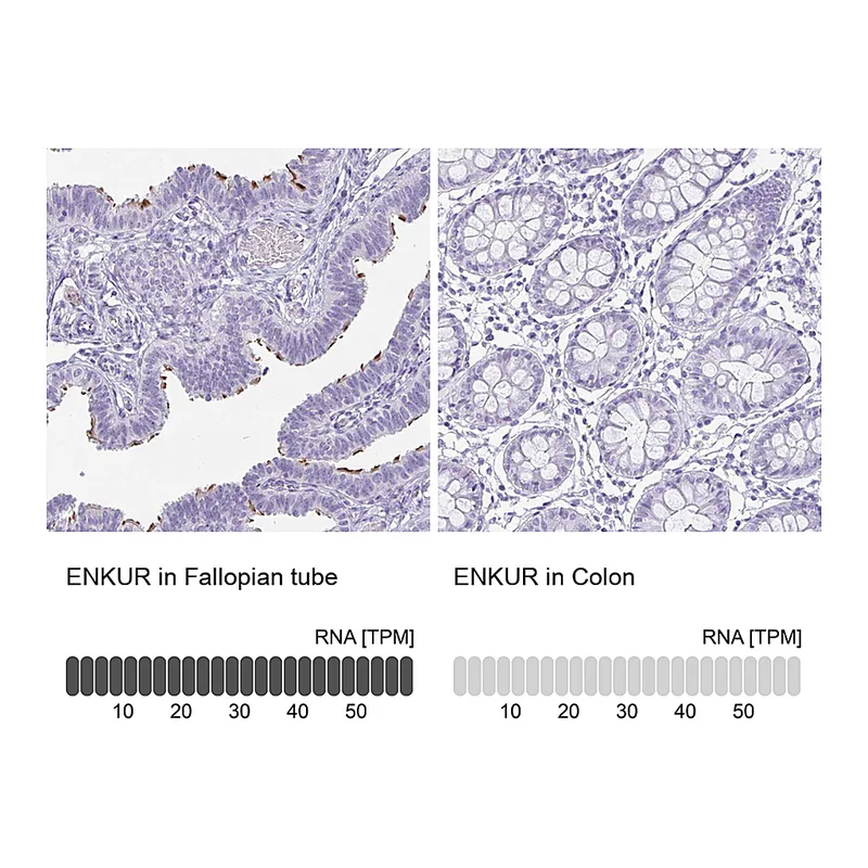 Atlas Antibodies Anti-ENKUR Antibody