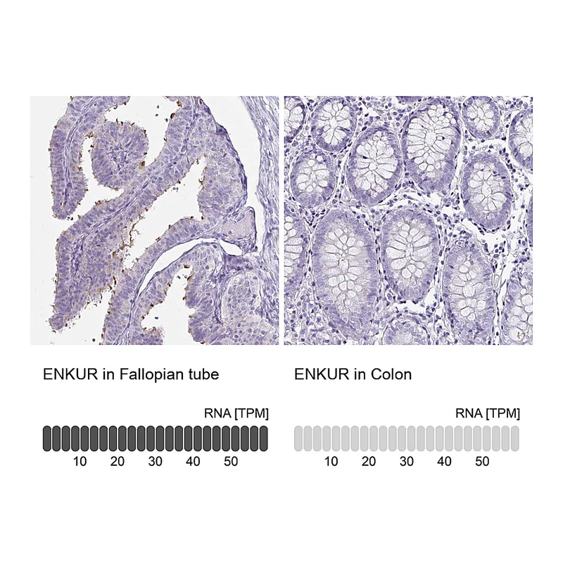 Atlas Antibodies Anti-ENKUR Antibody