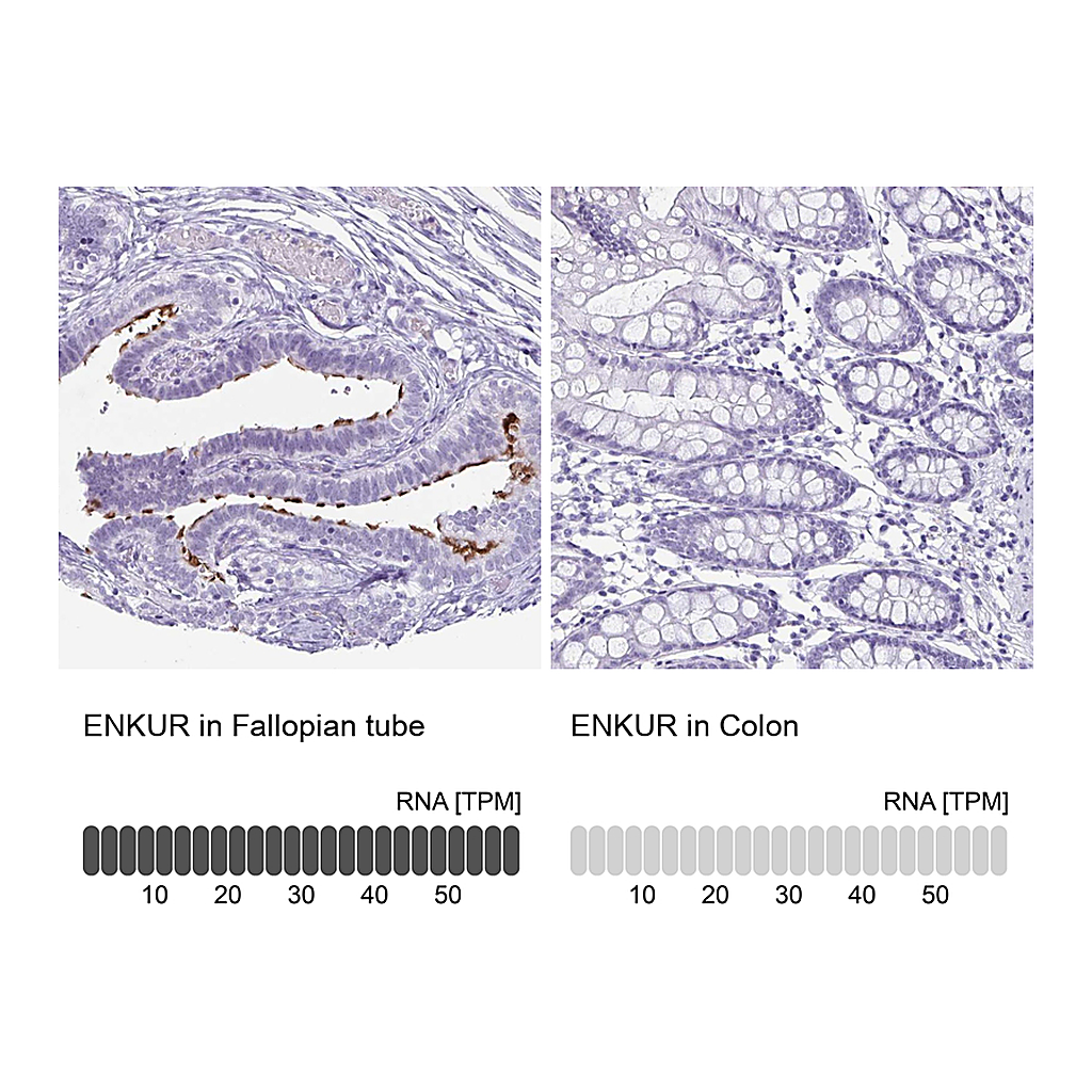 Atlas Antibodies Anti-ENKUR Antibody