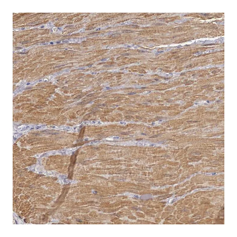 Atlas Antibodies Anti-ENOX2 Antibody