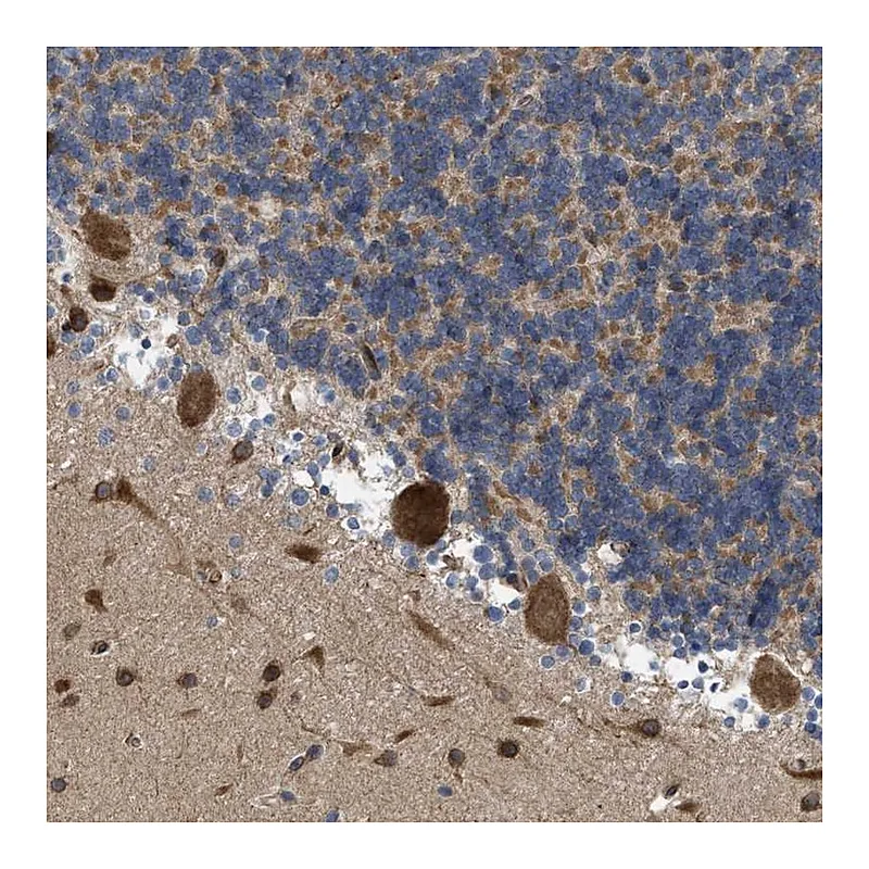 Atlas Antibodies Anti-EOGT Antibody