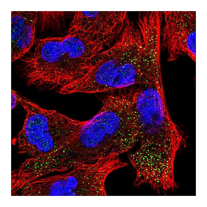 Atlas Antibodies Anti-EPN2 Antibody