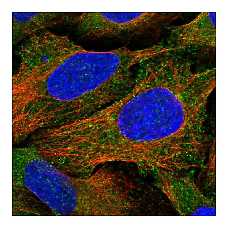 Atlas Antibodies Anti-EPS15 Antibody