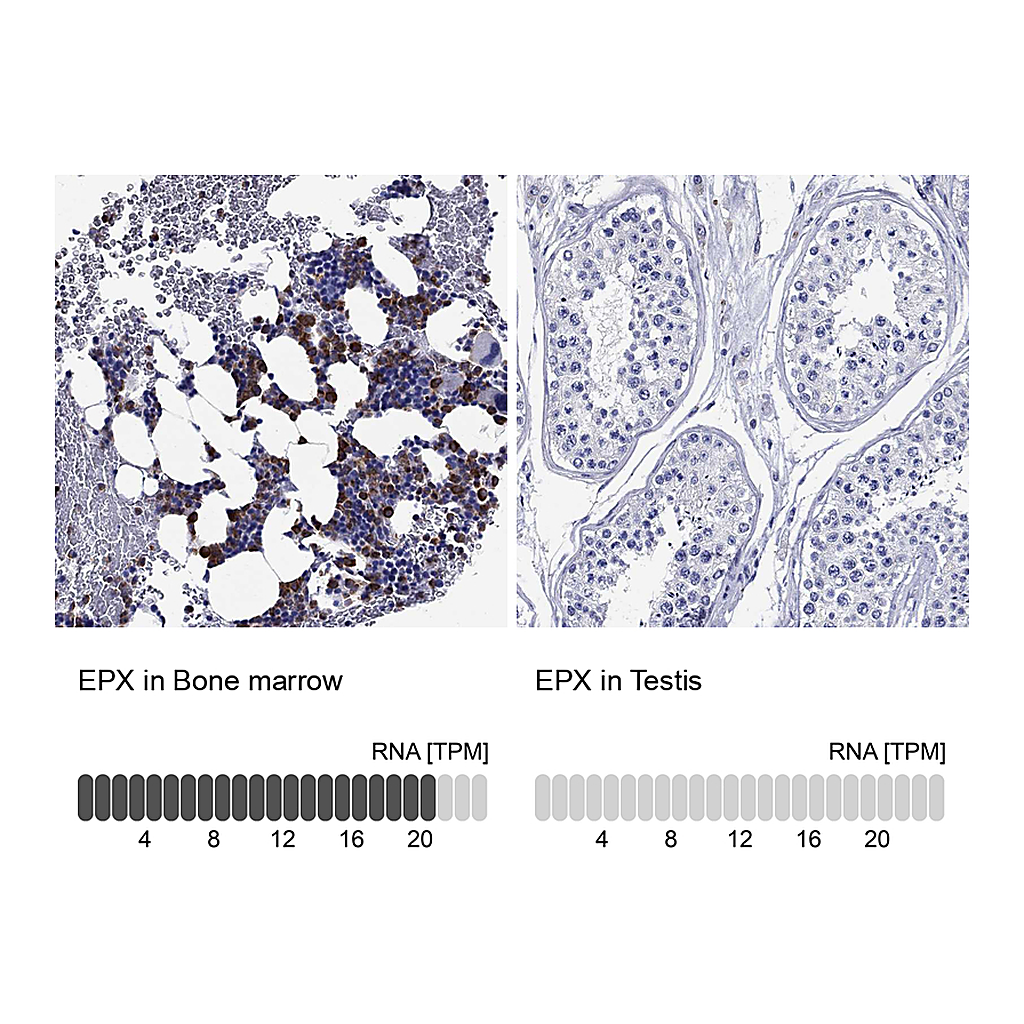 Atlas Antibodies Anti-EPX Antibody