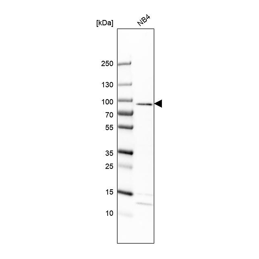 Atlas Antibodies Anti-EPX Antibody