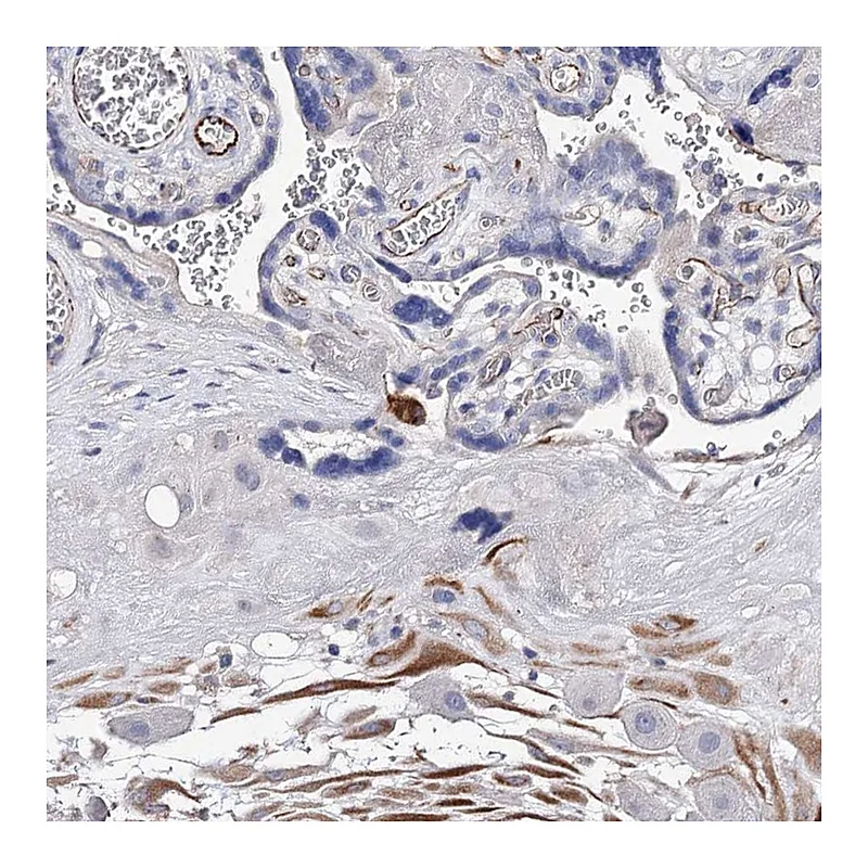 Atlas Antibodies Anti-EPYC Antibody