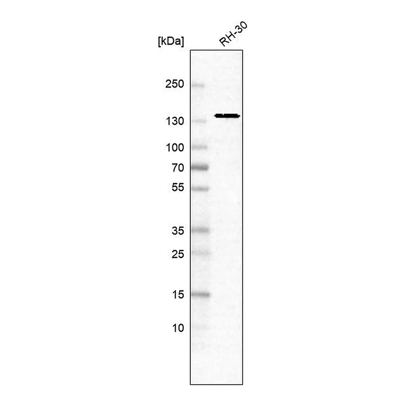 Atlas Antibodies Anti-ERC1 Antibody