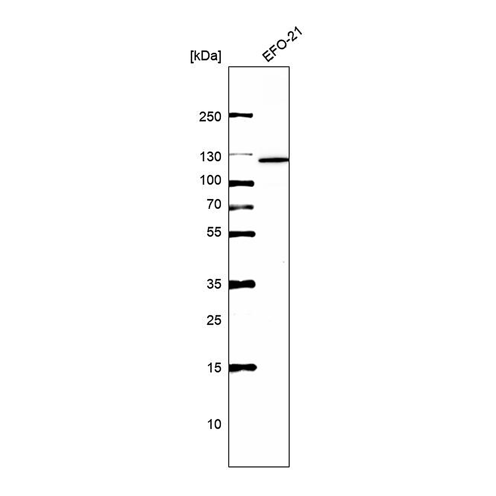 Atlas Antibodies Anti-ERCC4 Antibody