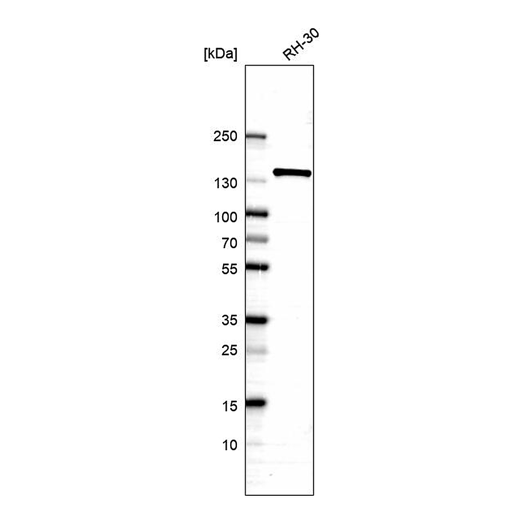Atlas Antibodies Anti-ERC1 Antibody