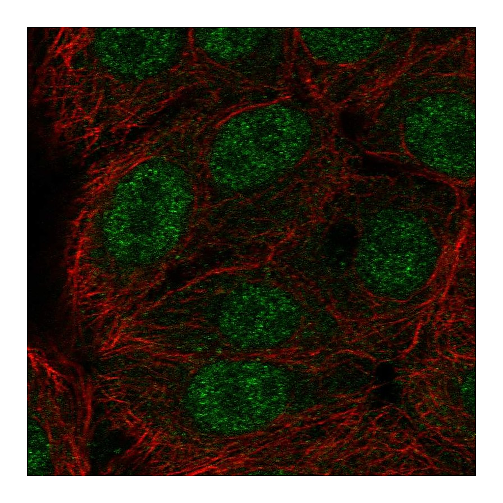 Atlas Antibodies Anti-ERF Antibody