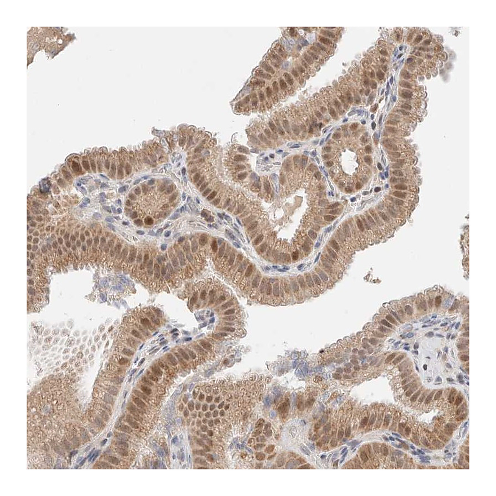 Atlas Antibodies Anti-ERI3 Antibody