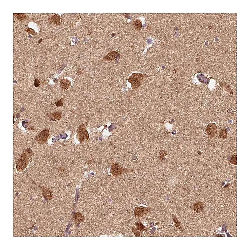 Atlas Antibodies Anti-ERI3 Antibody