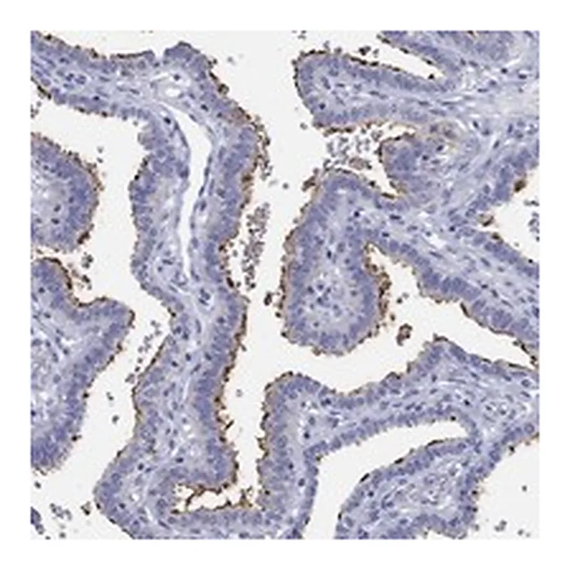 Atlas Antibodies Anti-ERICH3 Antibody