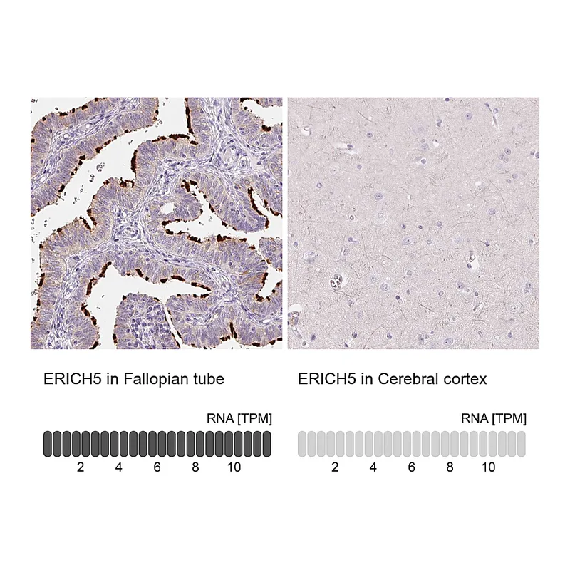 Atlas Antibodies Anti-ERICH5 Antibody