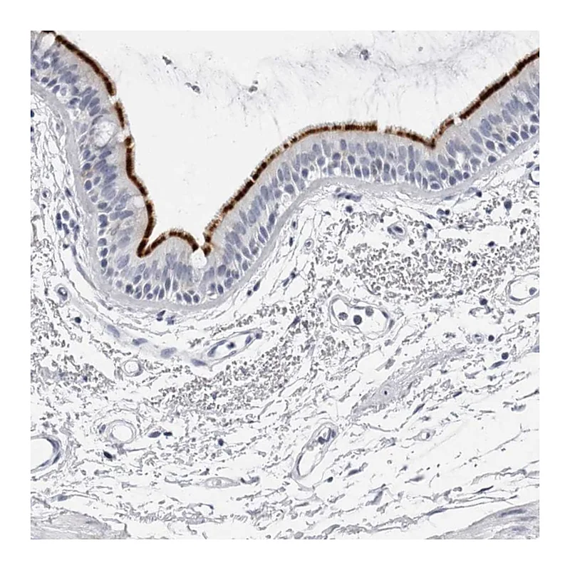 Atlas Antibodies Anti-ERICH3 Antibody