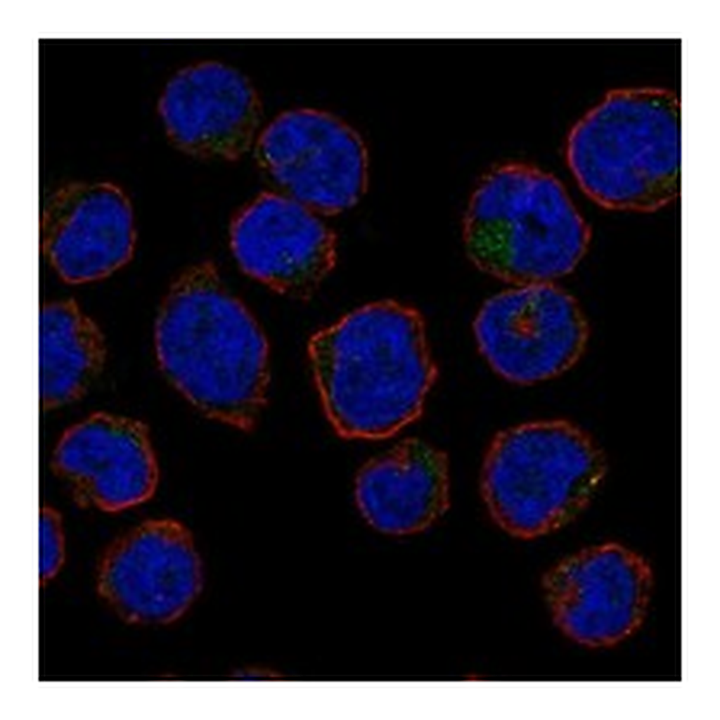 Atlas Antibodies Anti-ERMAP Antibody
